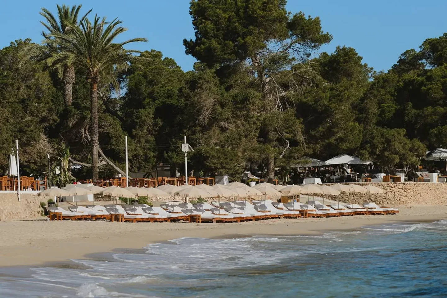 Cala Bassa Beach Club Ibiza offers rows of sun loungers and umbrellas on a sandy beach with lush trees behind.