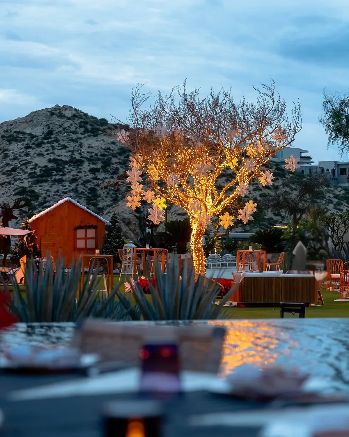 Festive outdoor dining at Mezcal in Los Cabos, with lit tree and festive decor.
