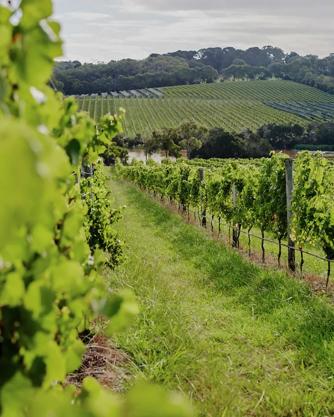 Vineyard landscape at Rare Hare restaurant in the beautiful Mornington Peninsula