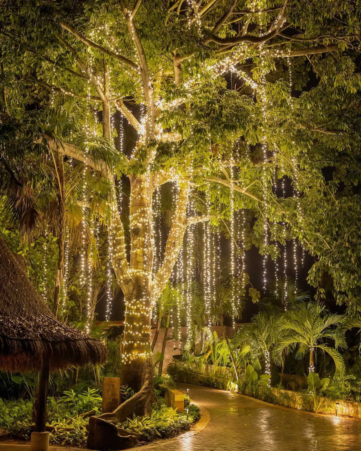 Tauro Steakhouse in Riviera Maya: enchanting tree with lights and pathway at night
