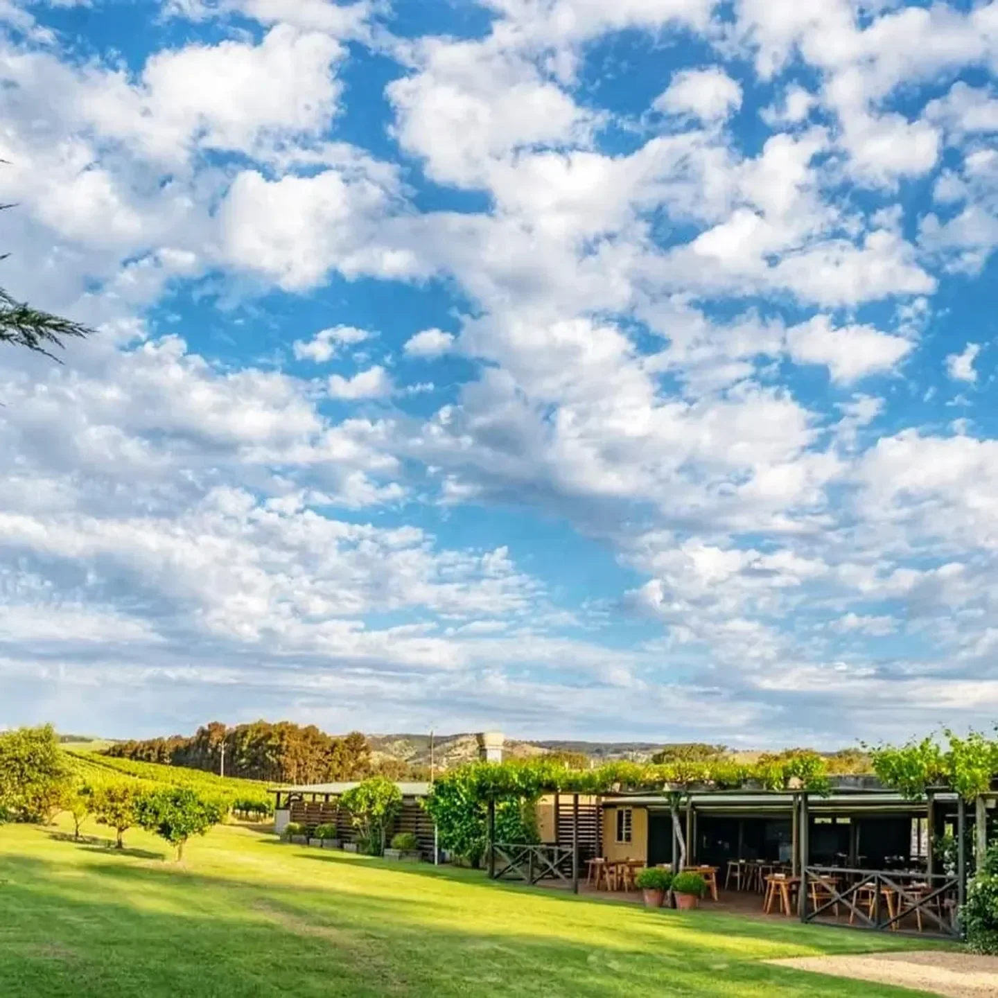 Restaurant The Currant Shed in McLaren Vale and Fleurieu Coast, outdoor dining with vineyard view
